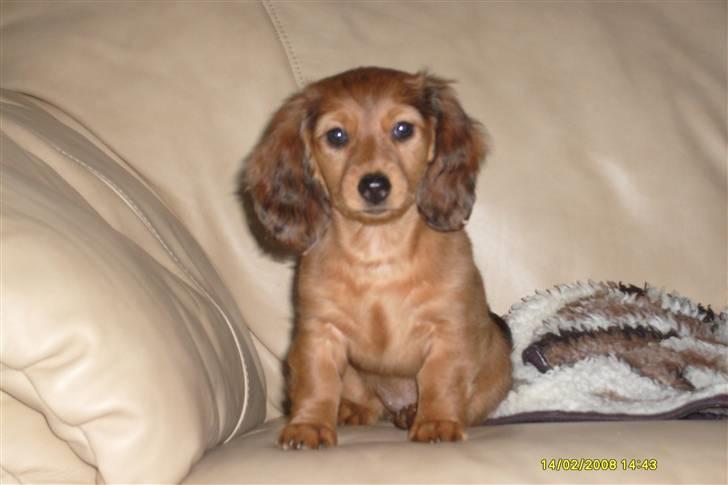 Dværggravhund Lucia *Min mors*RIP - Kan vi lege nu? billede 25