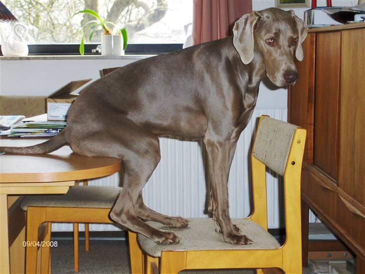 Blanding af racer Millie R.I.P. 16/9/2012 - UPS. billede 4