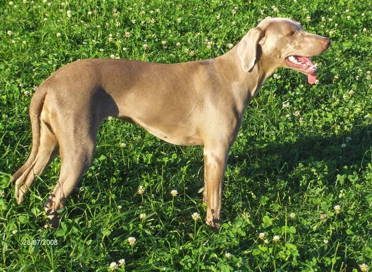 Blanding af racer Millie R.I.P. 16/9/2012 - En varm Millie, efter løbetur. billede 5