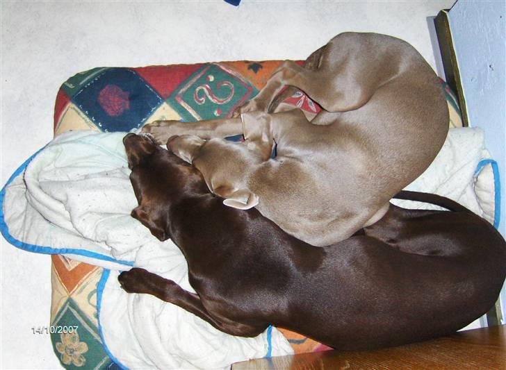 Blanding af racer Millie R.I.P. 16/9/2012 - min tante Rikke og jeg hygger, sep 07 billede 6