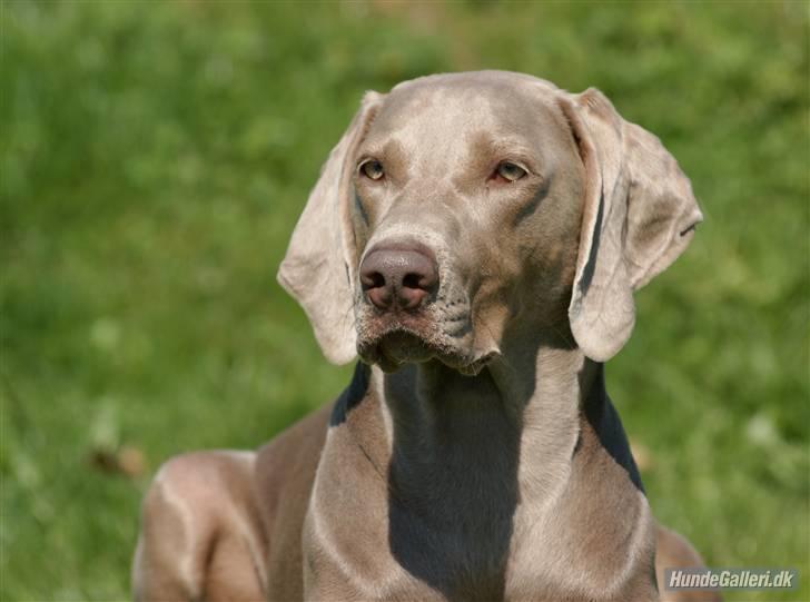 Blanding af racer Millie R.I.P. 16/9/2012 - Taget ved udstillingen i hedensted 08 billede 7