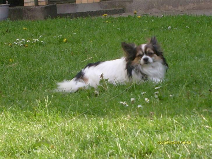 Chihuahua Chili "Rottweileren"RIP - Chili på græs billede 26