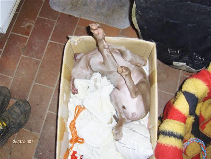 Blanding af racer Millie R.I.P. 16/9/2012 - min første seng, juli 07 billede 8