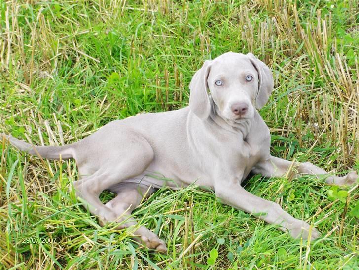 Blanding af racer Millie R.I.P. 16/9/2012 - 2 sek. pause, nyder vejret, juli 07...10 uger gammel. billede 9