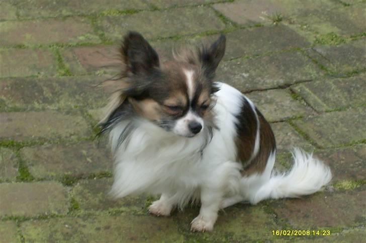 Chihuahua Chili "Rottweileren"RIP billede 27