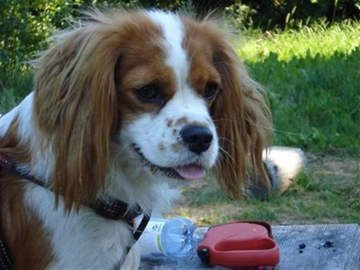 Cavalier king charles spaniel Mimi - Er jeg ikke bare skøn? billede 1