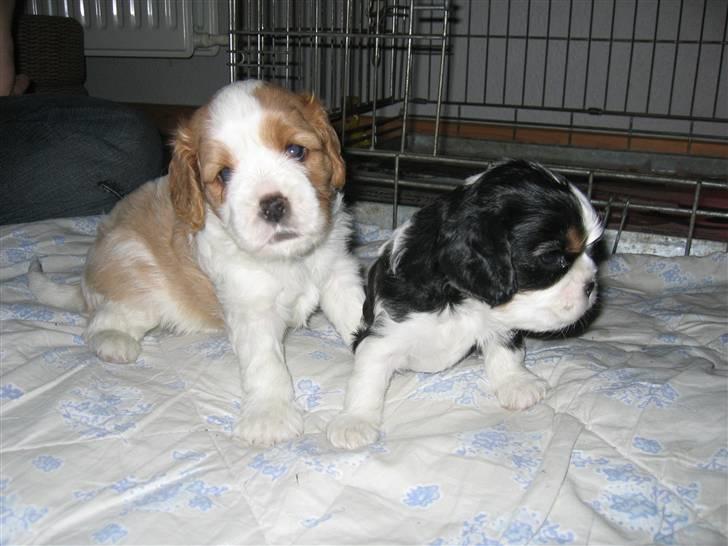 Cavalier king charles spaniel Mimi - Mimi ogbrormand billede 2