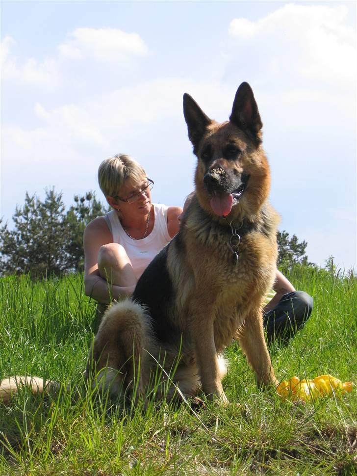 Schæferhund Felia R.I.P. billede 13
