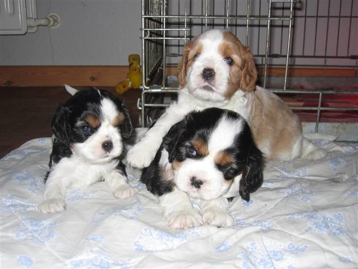 Cavalier king charles spaniel Mimi - Jeg har fod på det billede 3