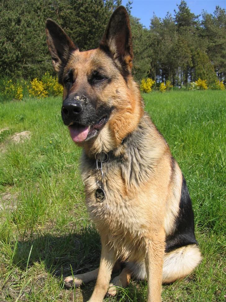 Schæferhund Felia R.I.P. billede 14