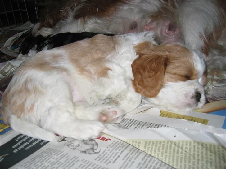 Cavalier king charles spaniel Mimi - lille babyhund <3 billede 4