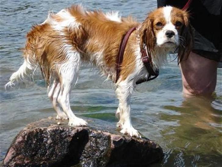 Cavalier king charles spaniel Mimi - Ja, ja, køn det er man vel ;-) billede 5