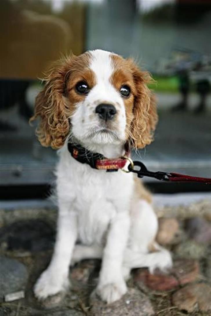 Cavalier king charles spaniel Mimi - Mimi, som lille <3 billede 6
