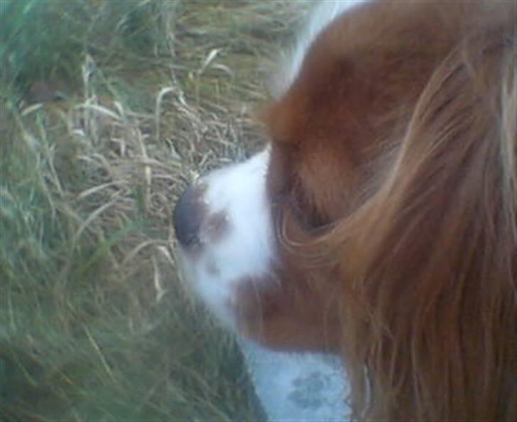 Cavalier king charles spaniel Mimi billede 7