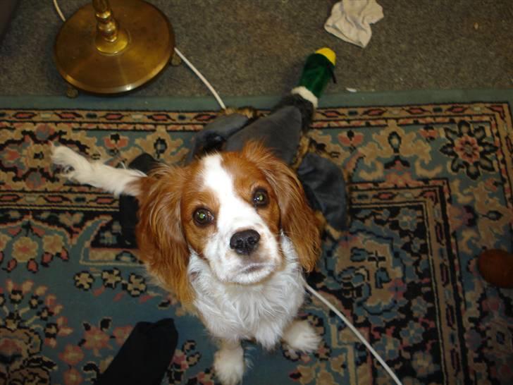 Cavalier king charles spaniel Mimi - Hej, hej deroppe billede 8