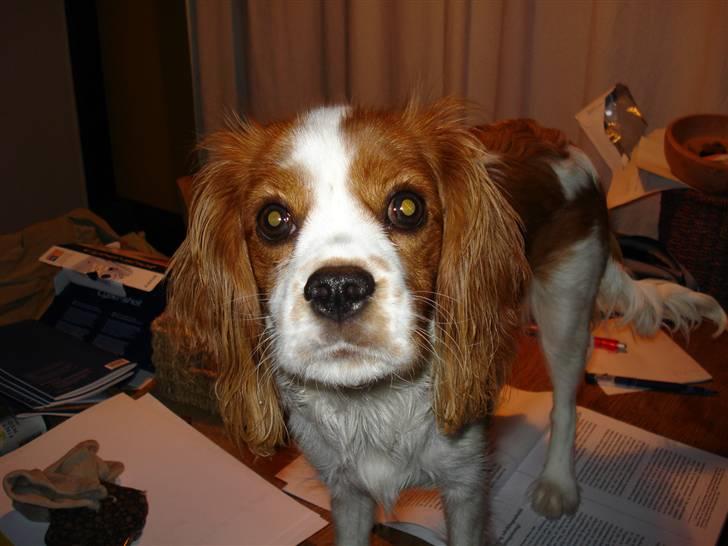 Cavalier king charles spaniel Mimi - Hov, ups! Hvad laver jeg lige her på mors arbejdsbord? billede 9