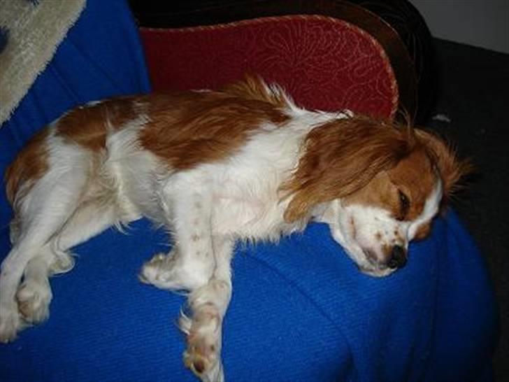 Cavalier king charles spaniel Mimi billede 10