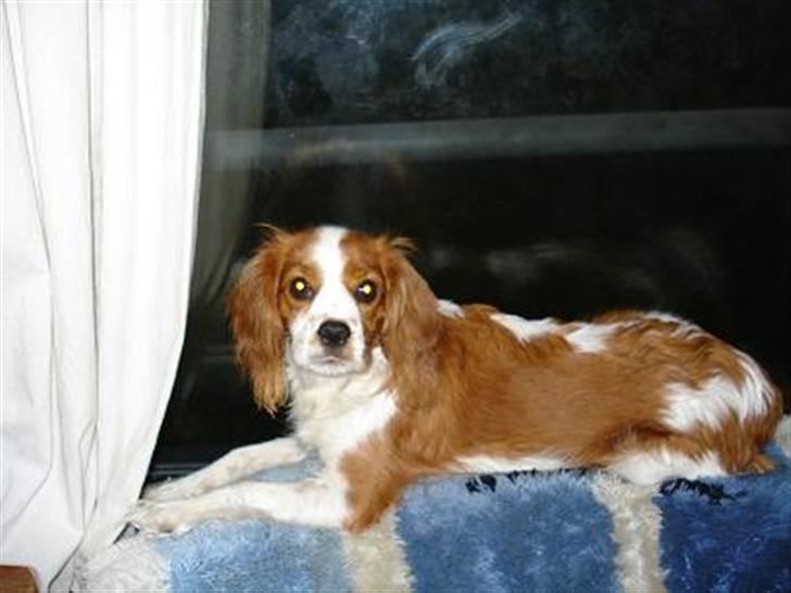 Cavalier king charles spaniel Mimi billede 11