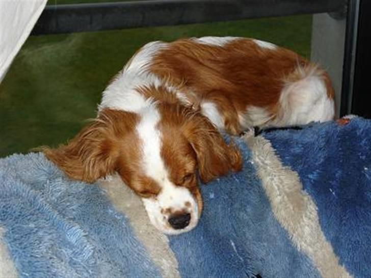 Cavalier king charles spaniel Mimi - Total ynglingsplads her ved vinduet - intet går min næse forbi billede 12