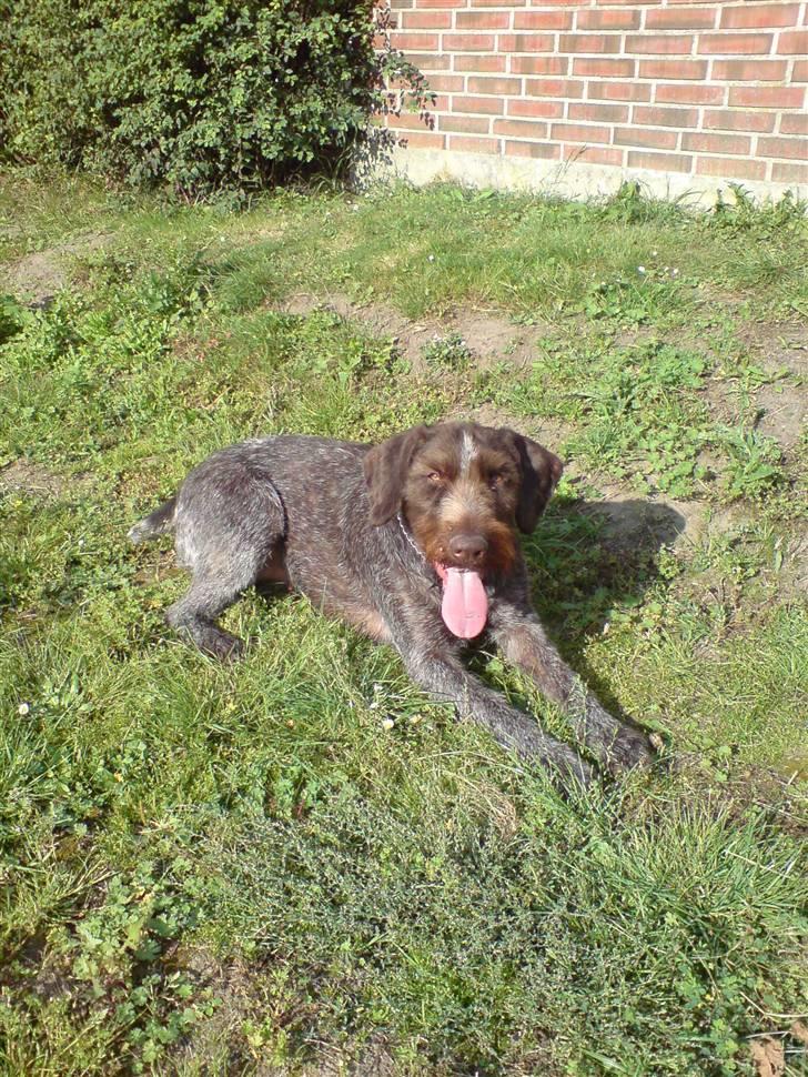 Ruhåret hønsehund zitta - jeg er klar billede 1