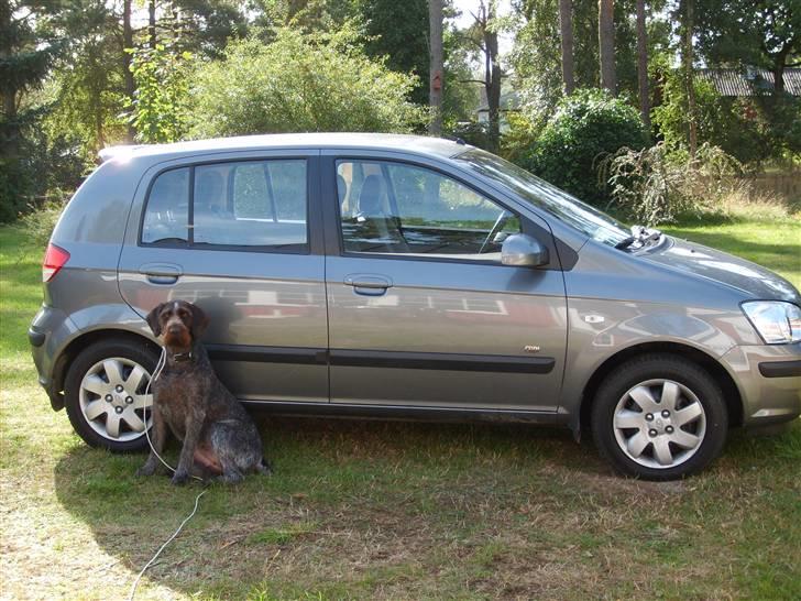 Ruhåret hønsehund zitta - skal vi snart af sted? billede 2