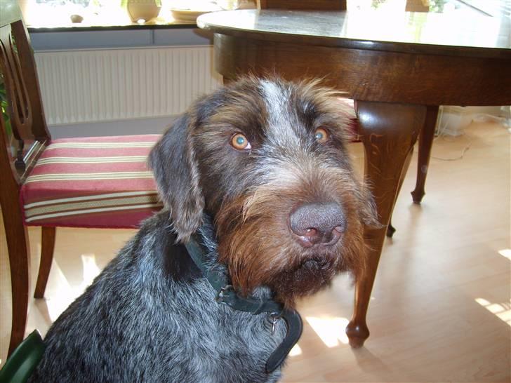 Ruhåret hønsehund zitta billede 3