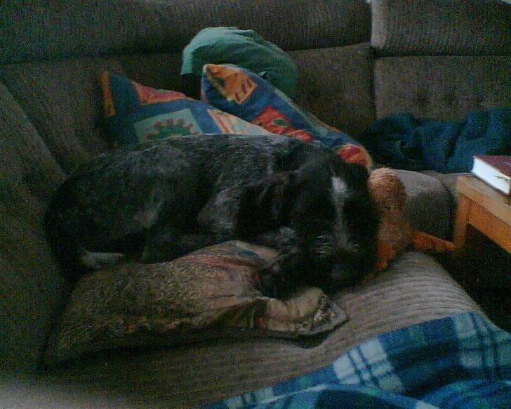 Ruhåret hønsehund zitta - der er jeg lille og sød. billede 4