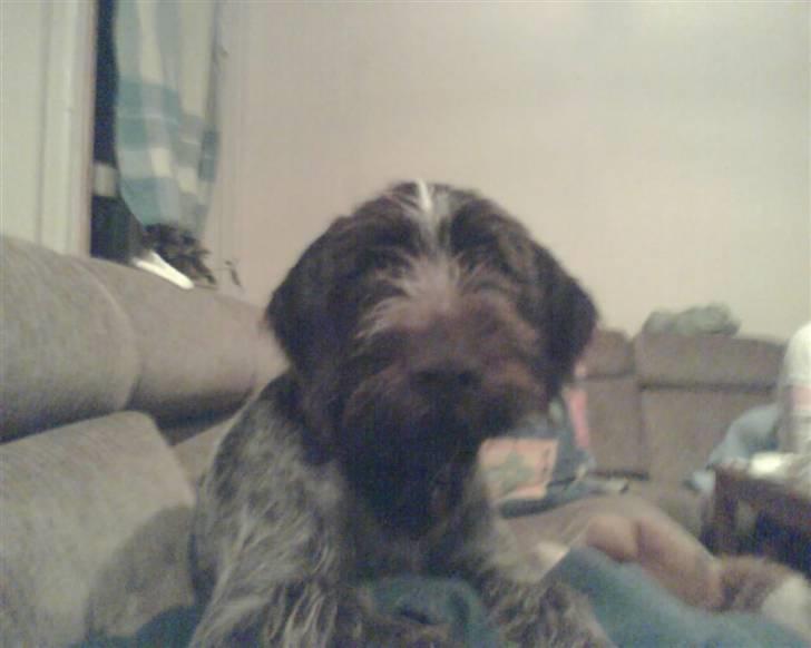 Ruhåret hønsehund zitta billede 5