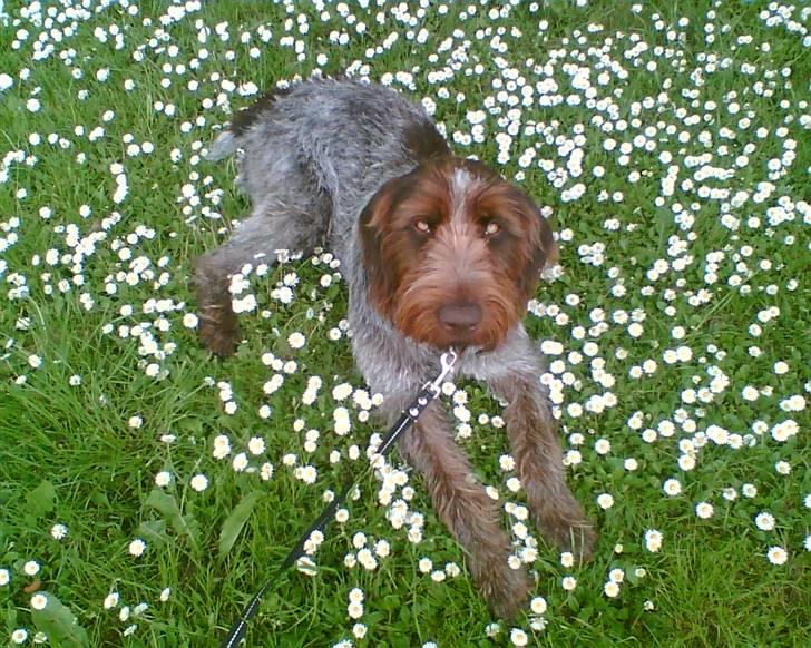 Ruhåret hønsehund zitta billede 6