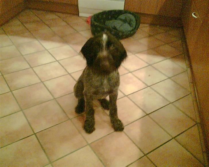 Ruhåret hønsehund zitta billede 7