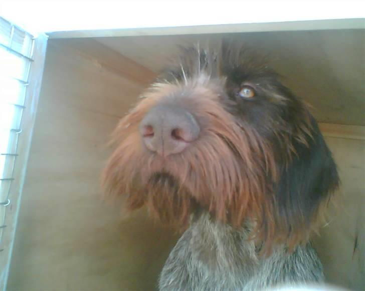 Ruhåret hønsehund zitta billede 8