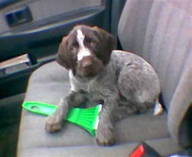 Ruhåret hønsehund zitta billede 9