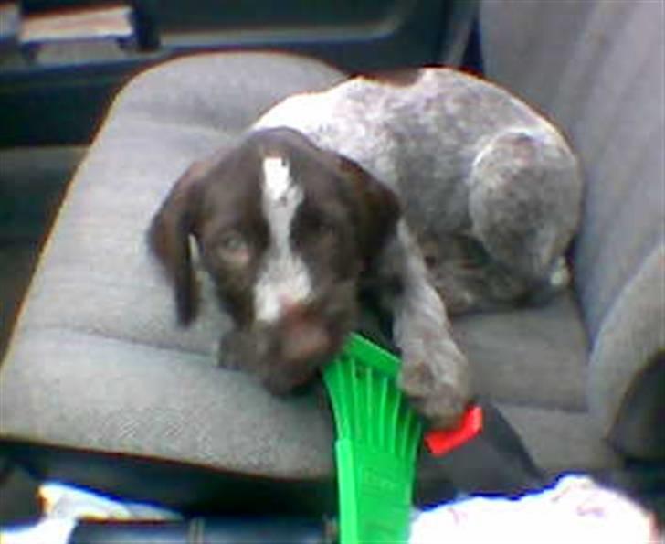 Ruhåret hønsehund zitta billede 10