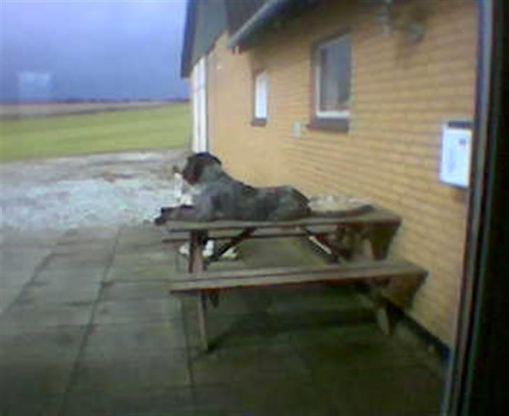 Ruhåret hønsehund zitta billede 11