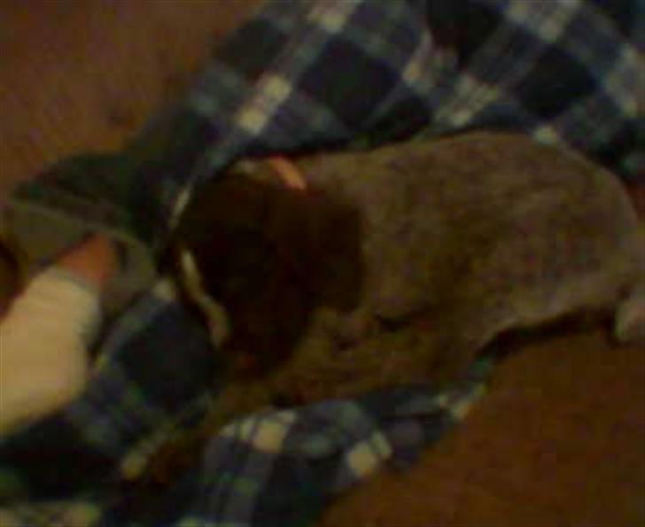 Ruhåret hønsehund zitta billede 12