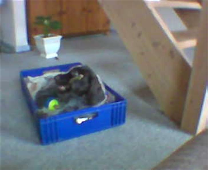 Ruhåret hønsehund zitta billede 13