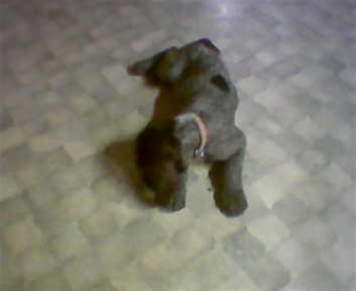 Ruhåret hønsehund zitta billede 14