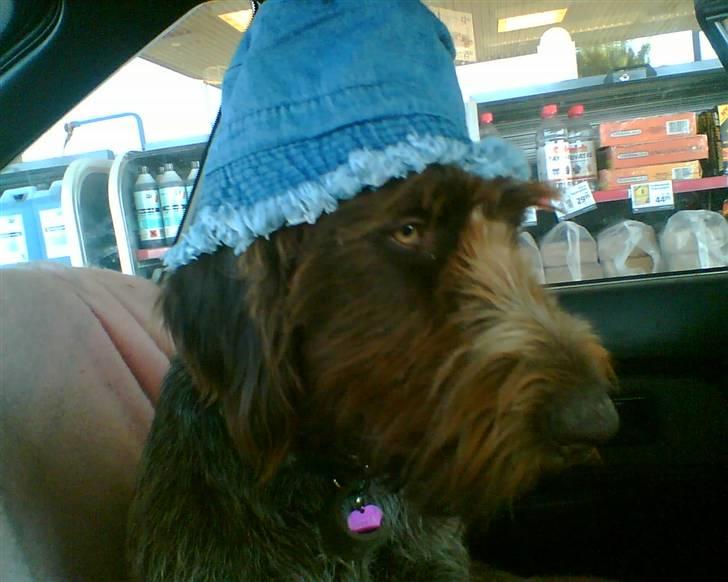 Ruhåret hønsehund zitta billede 15