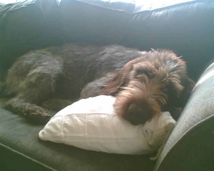 Ruhåret hønsehund zitta billede 16