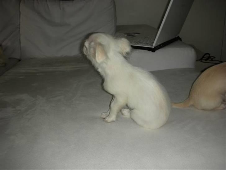 Chihuahua Pinky billede 15