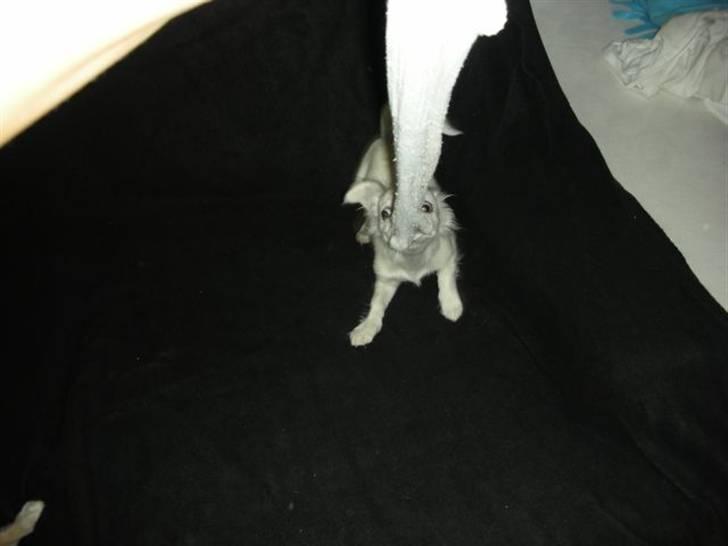 Chihuahua Pinky billede 16