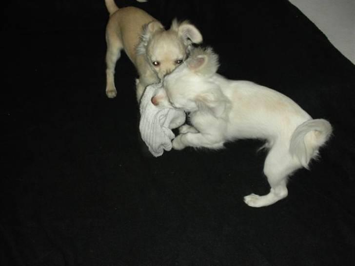 Chihuahua Pinky billede 17