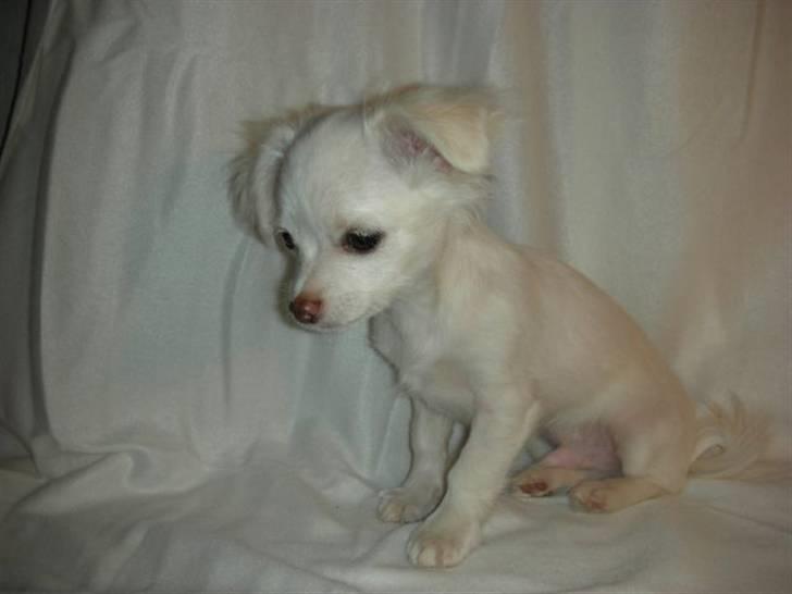 Chihuahua Pinky billede 18