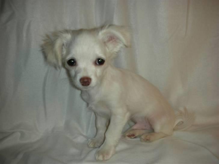 Chihuahua Pinky billede 19