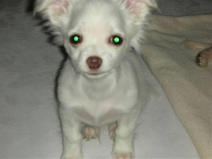 Chihuahua Pinky billede 20