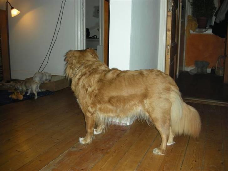 Nova scotia duck tolling retriever Indie billede 6