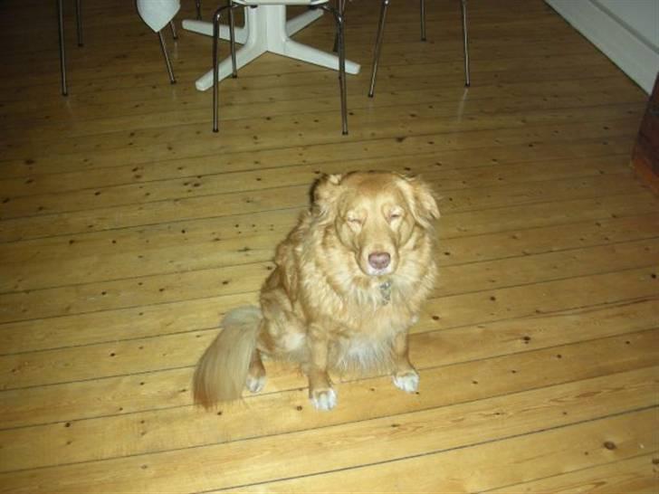 Nova scotia duck tolling retriever Indie billede 7