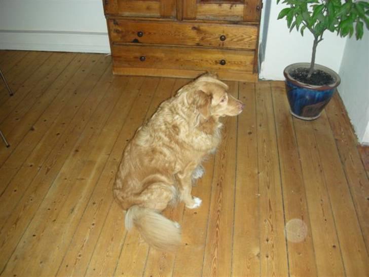 Nova scotia duck tolling retriever Indie billede 8