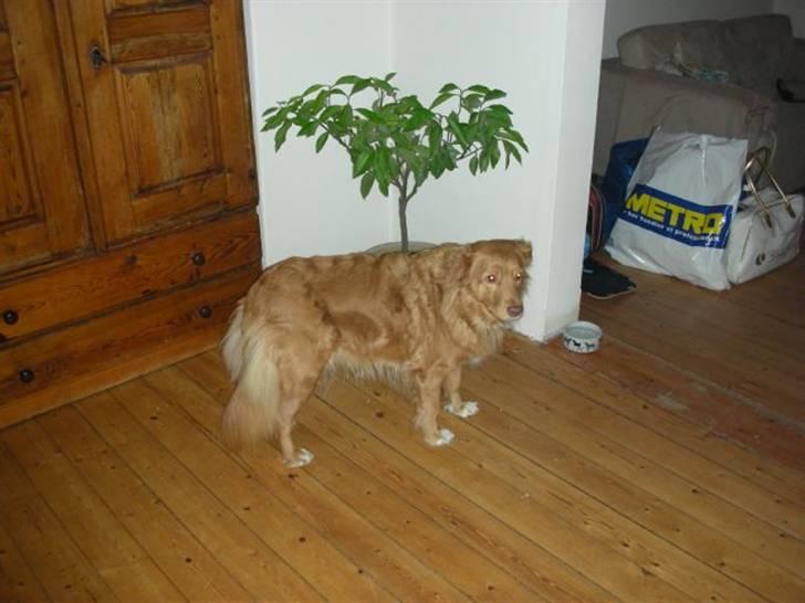 Nova scotia duck tolling retriever Indie billede 9