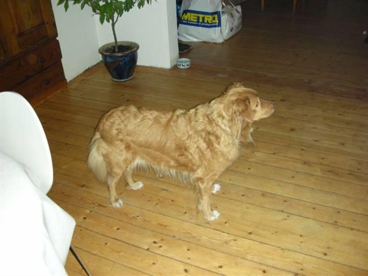 Nova scotia duck tolling retriever Indie billede 10
